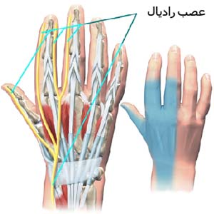 عصب رادیال دست