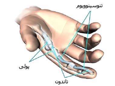 تنوسینوویوم انگشت