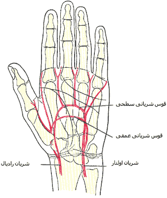 شریان های دست