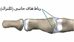 رباط های انگشت دست