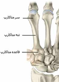 متاکارپ