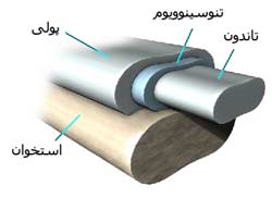 تاندون های انگشت