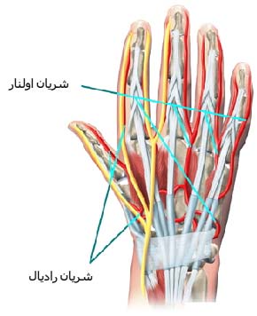 سطح پشتی دست را نشان میدهد
