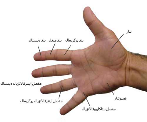 شکل ظاهری دست
