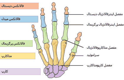مفاصل و استخوان های دست