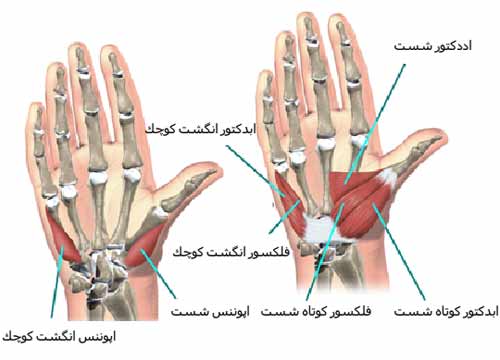 عضلات کف دست