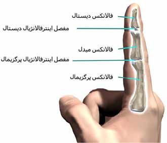استخوان ها و مفاصل دست