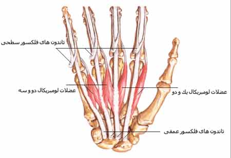 عضلات کف دست