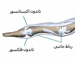 تاندون های انگشت