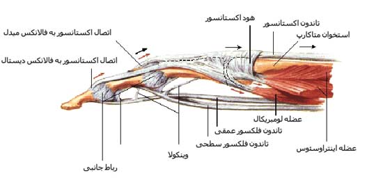 تاندون های انگشت