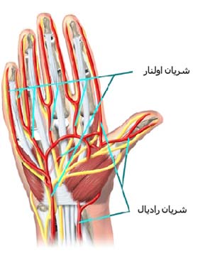 سطح ولار یا کف دستی را نشان میدهد