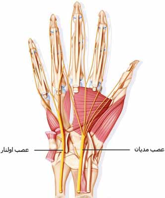 اعصاب دست