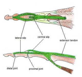  آناتومی تاندون اکستانسور انگشت دست