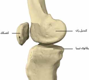  نمای نیمرخ زانو