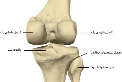  نمای زانو از پشت