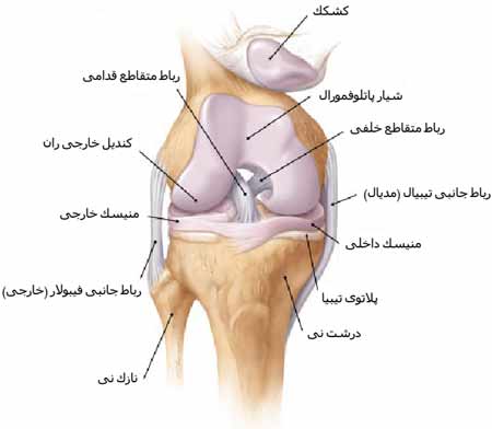 مفصل زانو