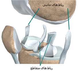 رباط های صلیبی زانو