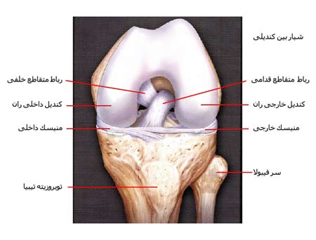 رباط های زانو