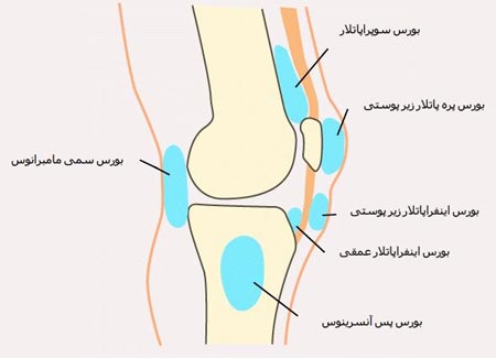 بورس های زانو