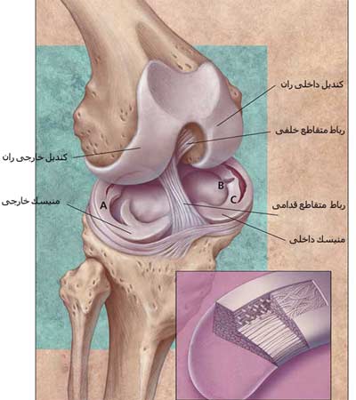 منیسک های زانو