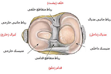 منیسک های زانو