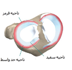 منیسک های زانو