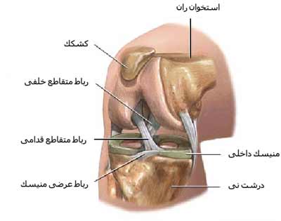 منیسک های زانو