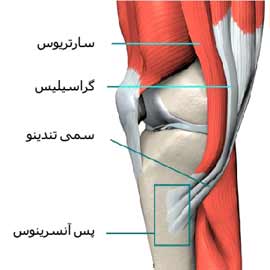 عضلات اطراف زانو