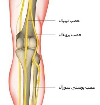 اعصاب زانو