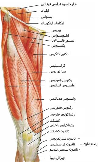 نمای عضلات قدامی ران