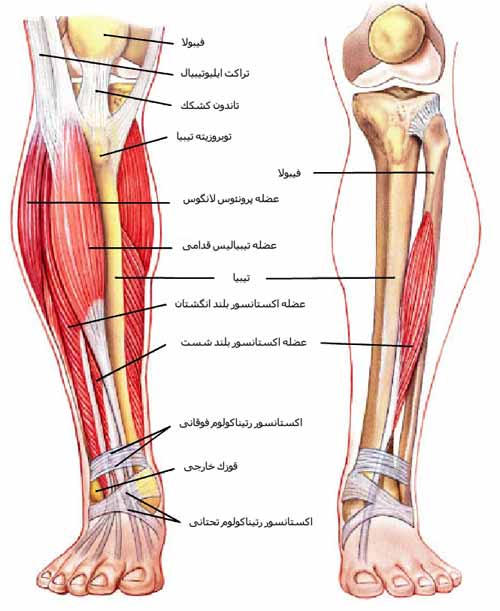 عضلات ساق
