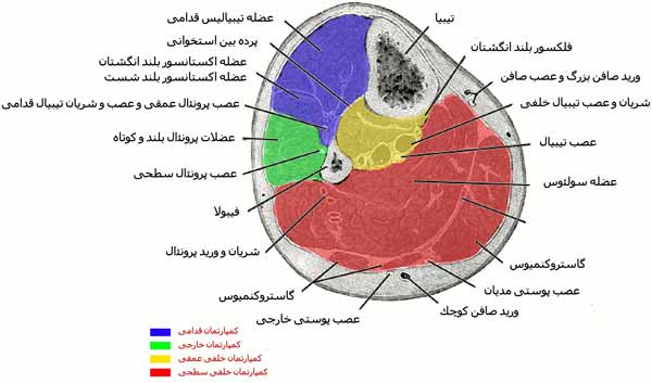 عضلات ساق