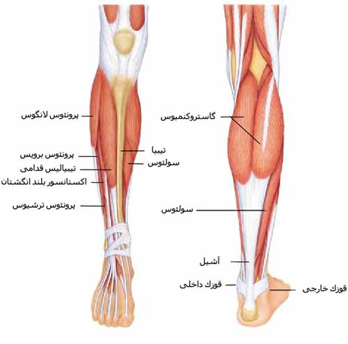 عضلات ساق