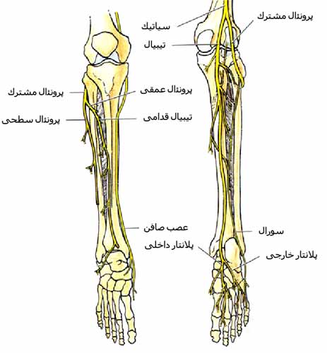 اعصاب ساق