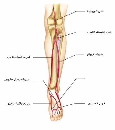 عروق ساق