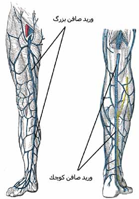 عروق ساق
