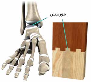 آناتومی مچ پا