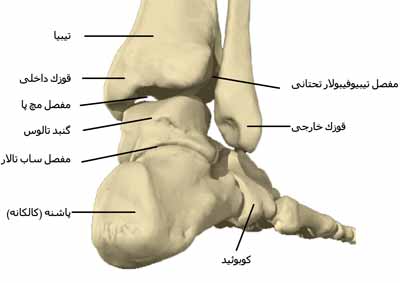 آناتومی مچ پا