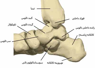 آناتومی مچ پا