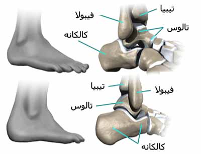 آناتومی مچ پا