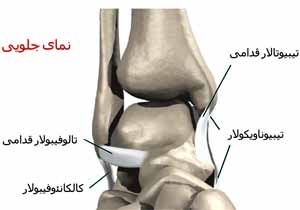 رباط های مچ پا