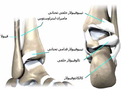 رباط های مچ پا