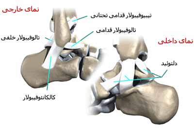 رباط های مچ پا