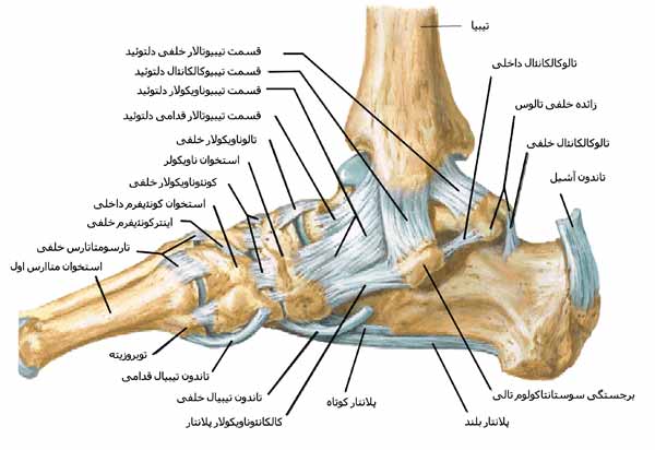 رباط های مچ پا