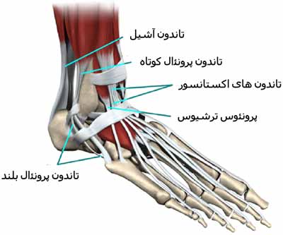 تاندون های مچ پا