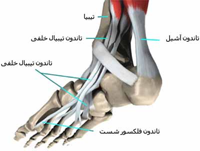 تاندون های مچ پا