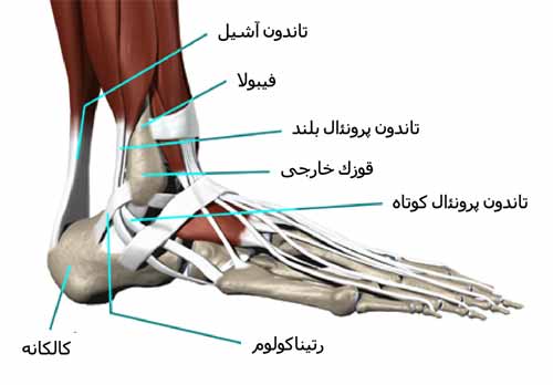 تاندون های مچ پا