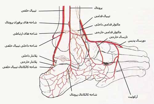 عروق کچ پا