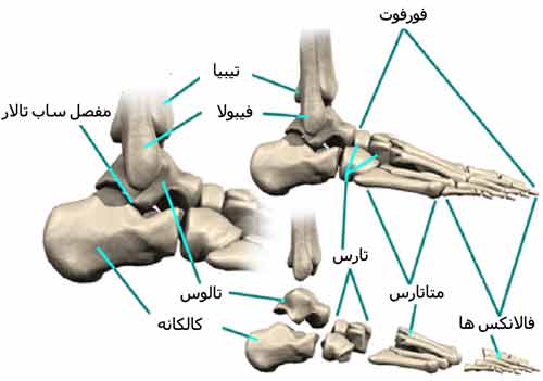 استخوان های کف پا
