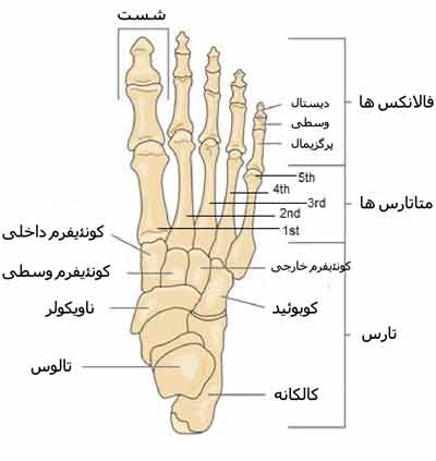 استخوان های کف پا